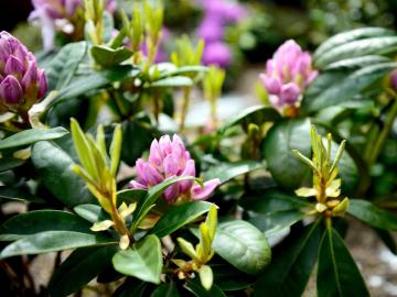 Logis Hôtel la Lentillère