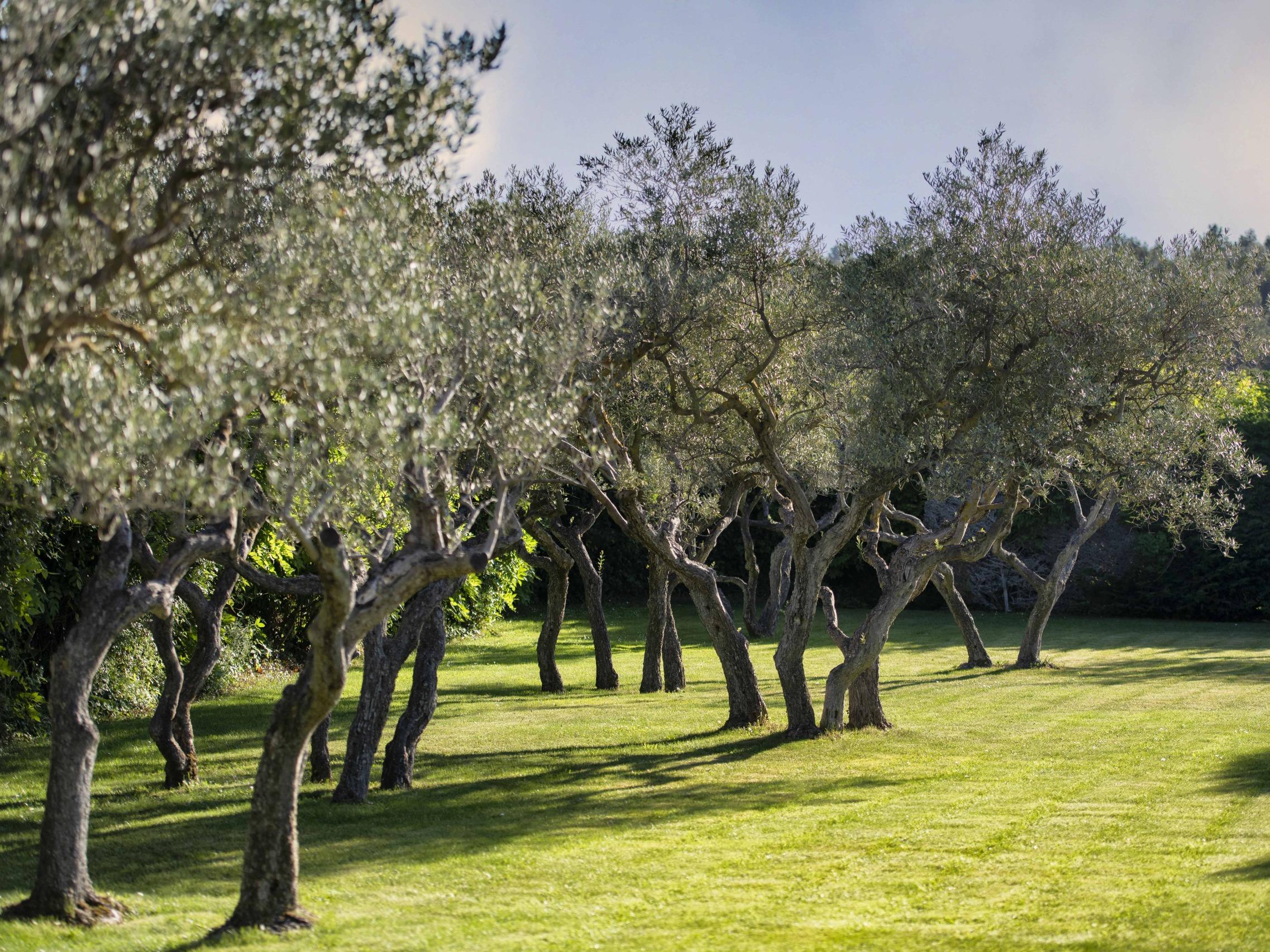 Teritoria Mas de l\'Oulivié